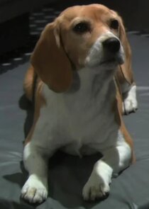 Porthos